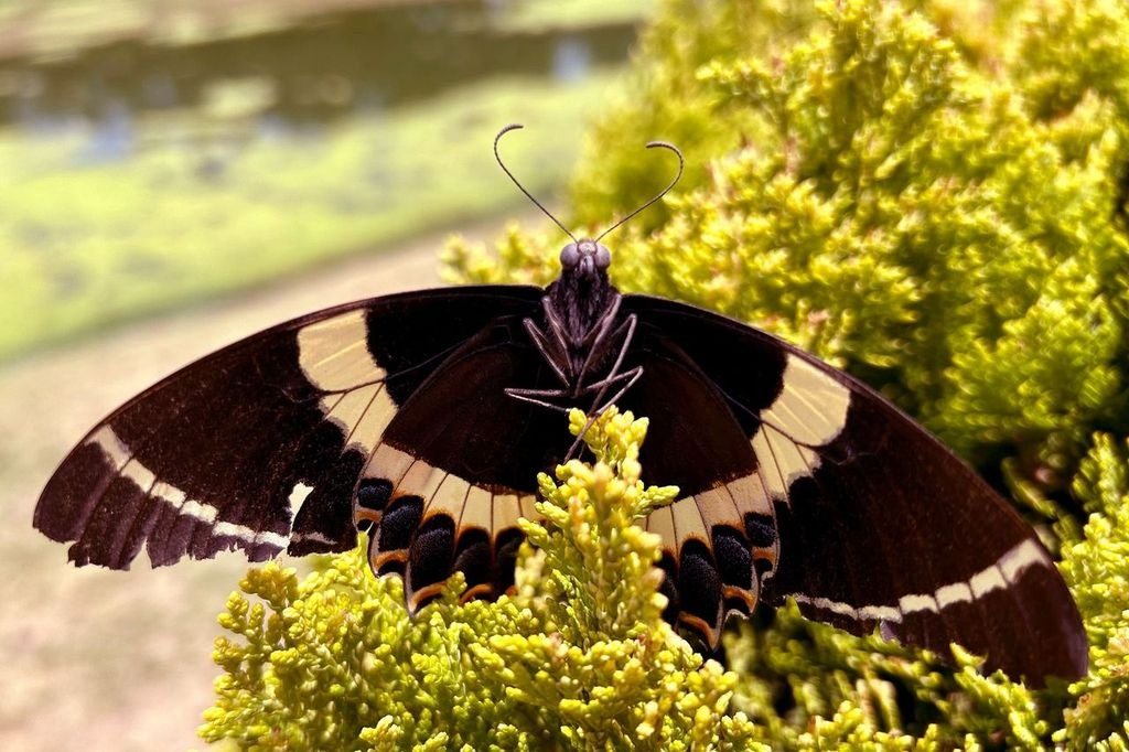Las mariposas, grandes indicadores de la salud ambiental: Mariluz Anaya Villegas