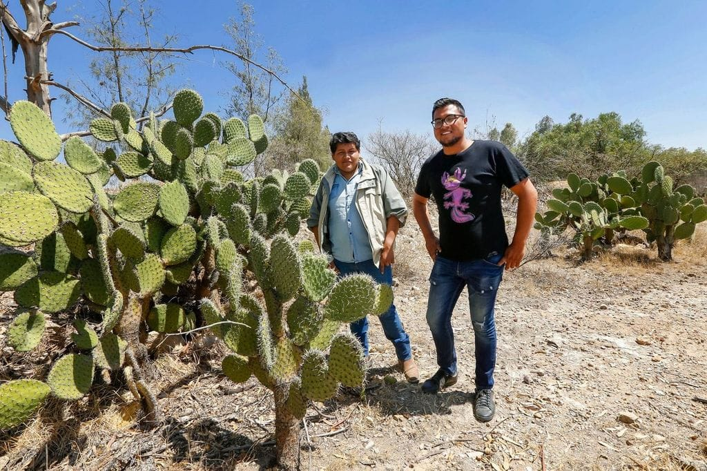 Estudiantes de UAEMéx impulsan cultivo del nopal verdura en Zumpango