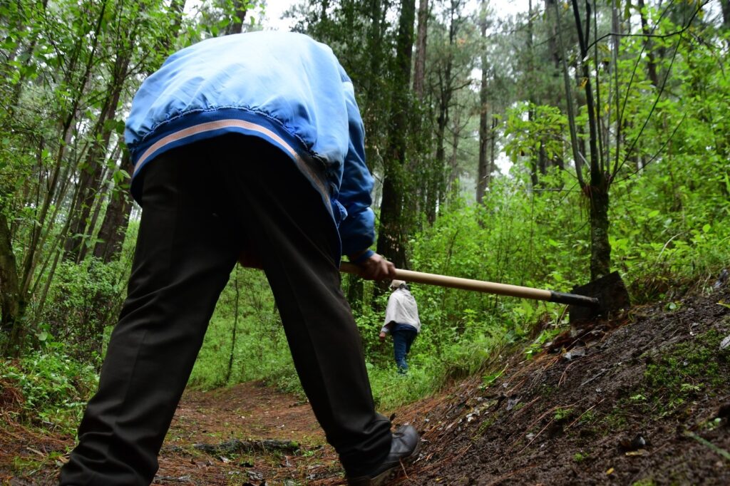 Probosque líder nacional en desarrollo forestal sustentable; mantiene certificación NYCE