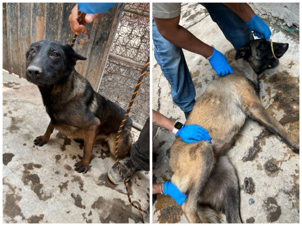 Rescatan a nueve lomitos en situación de maltrato en Toluca