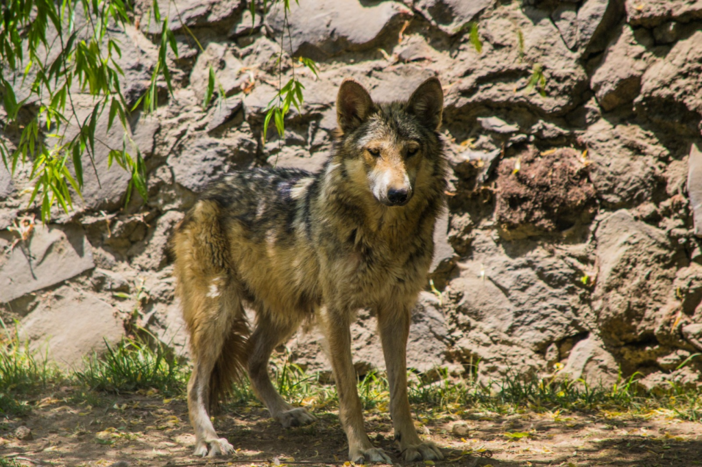 Edoméx preserva al lobo gris mexicano a través de la Cepanaf