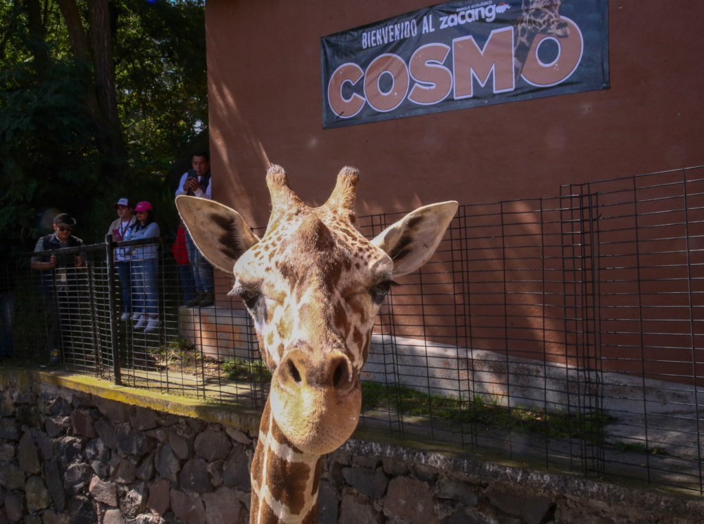 ¡Conoce a Cosmo! La nueva estrella del Parque Ecológico Zacango