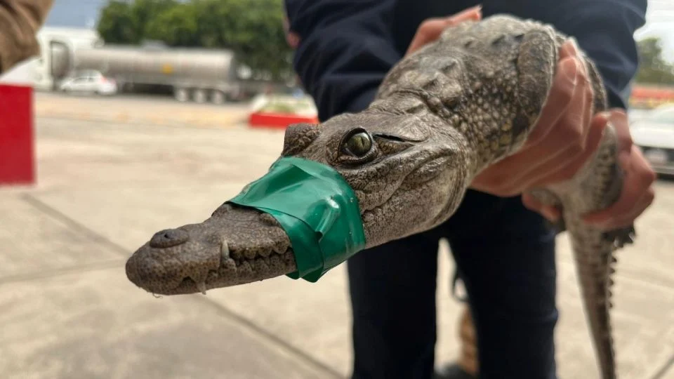 PROFEPA resguarda a cocodrilo que merodiaba por el Lago de Guadalupe en Cuautitlán Izcalli