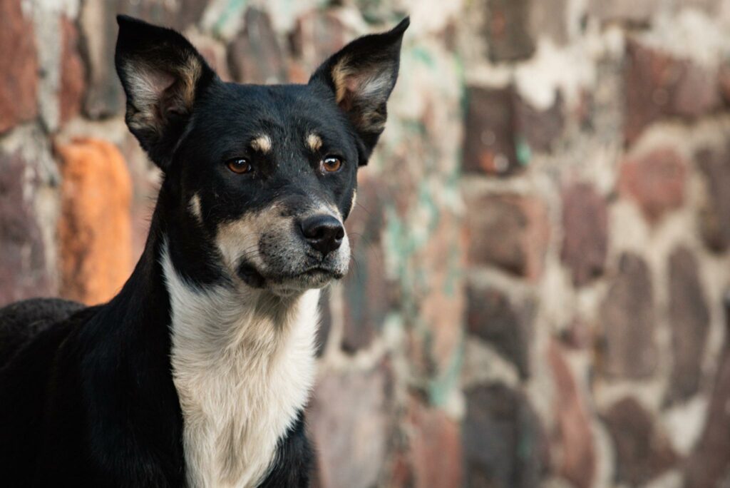 Van legisladores del Edoméx por Registro Estatal de Personas Agresoras de Animales