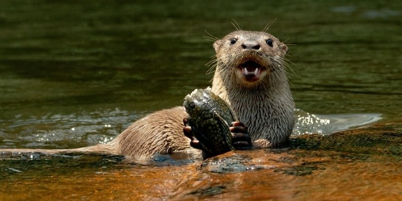 Urge en Morelos la protección de «perros de agua»