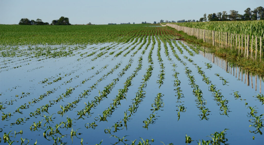 En cuatro municipios del Valle de Toluca 800 hectáreas de cultivo dañadas por lluvias