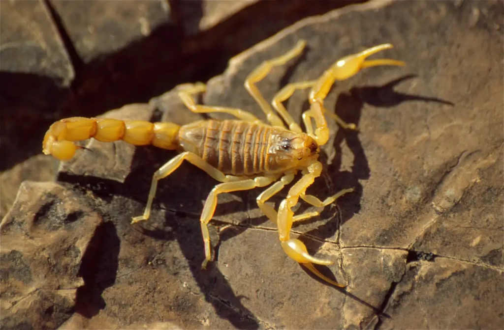 La especie de escorpión más común es Buthus occitanus, conocido como alacrán amarillo