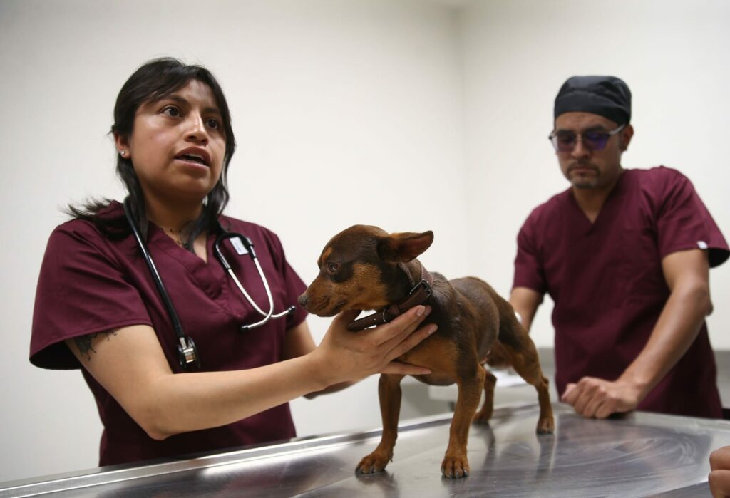 En Edoméx sólo 35 de los 125 municipios cuenten con algún centro de bienestar animal