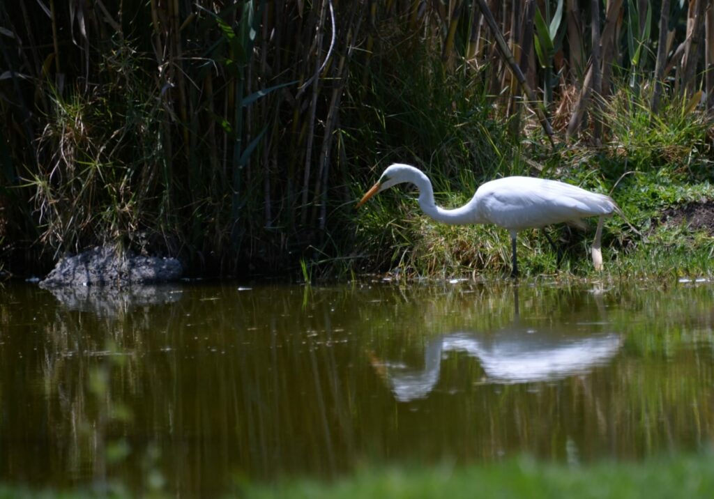 Avanza agenda ambiental en el Estado de México para restaurar los ecosistemas