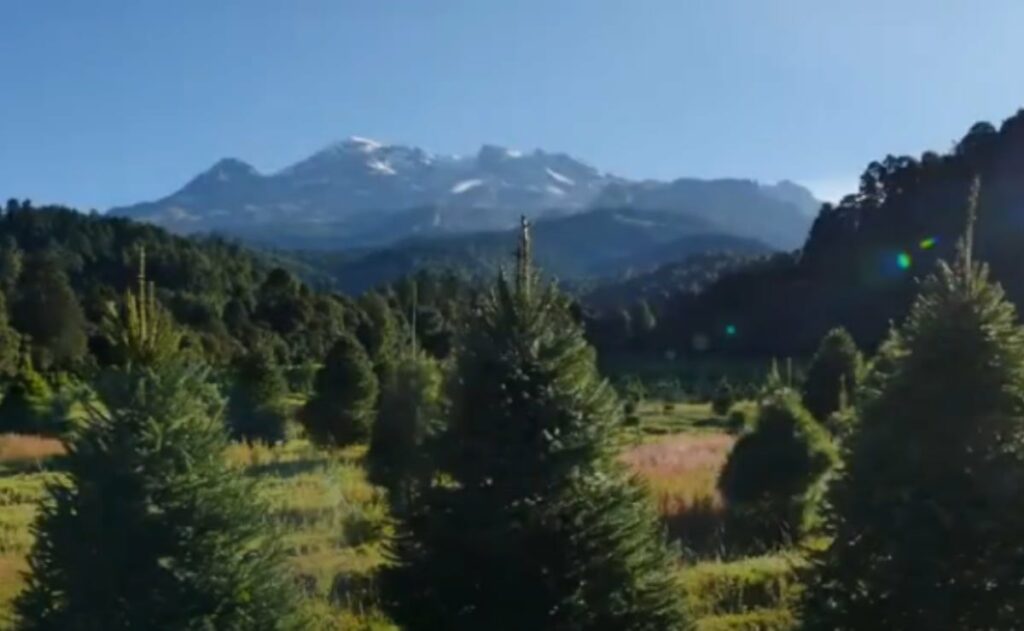 Analiza Congreso creación de Fiscalía Especializada en Protección de Bosques en Edomex