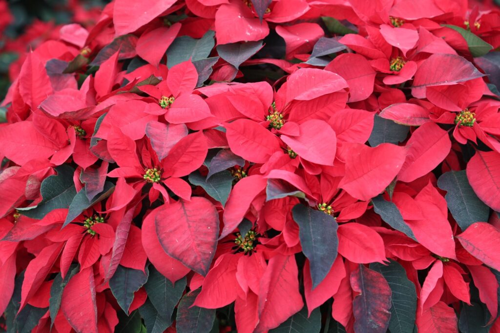 Produce Edoméx más de un millón de flores de Nochebuena para la temporada navideña