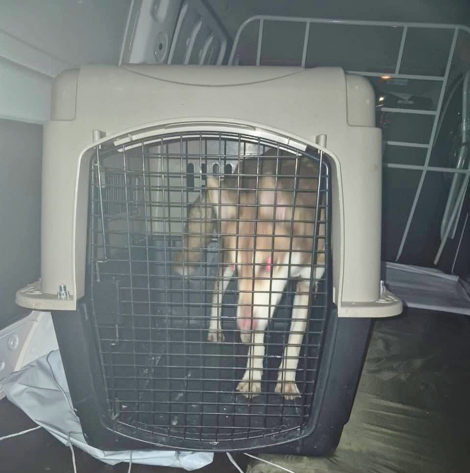 Actúa de inmediato Ayuntamiento de Metepec, tras denuncia de maltrato animal