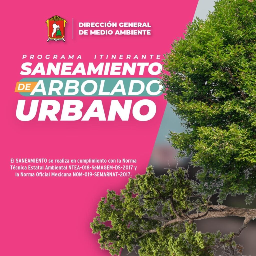 Sanea gobierno de Toluca árboles enfermos en el Parque Alameda 2000