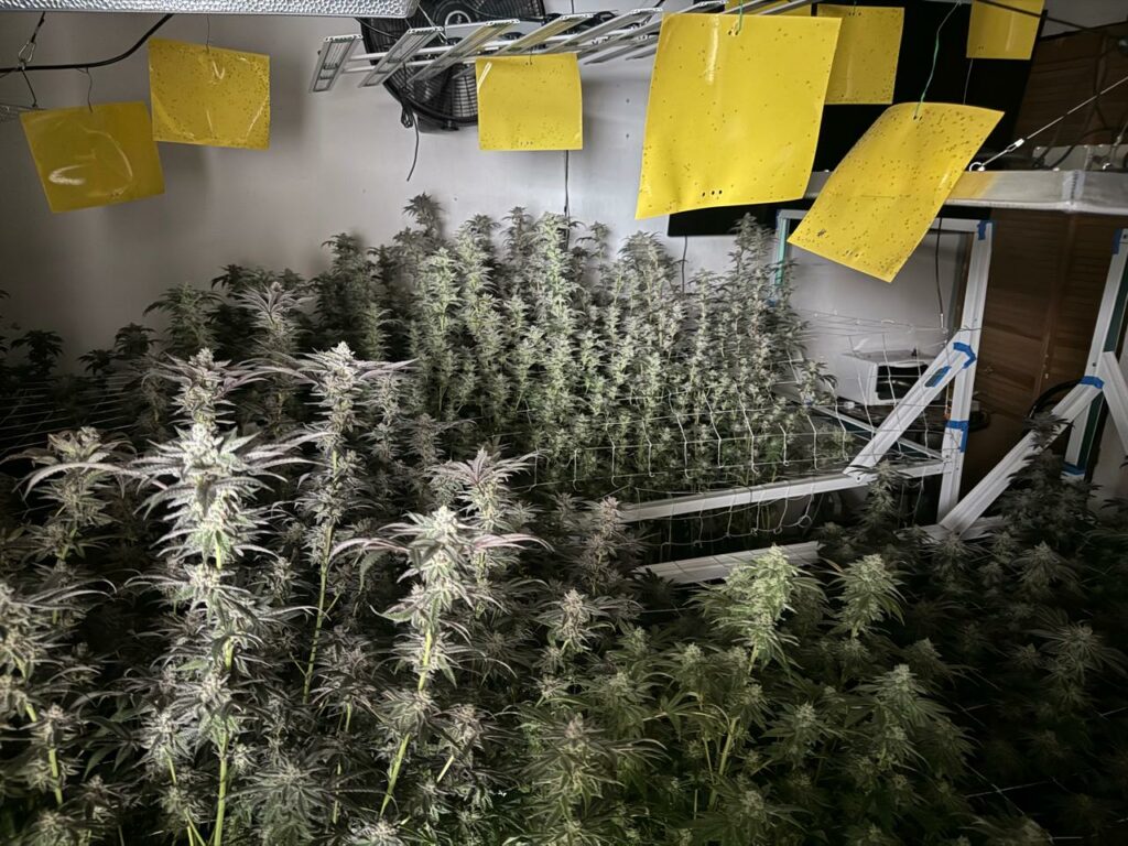 Aseguran en Atizapán invernadero donde era cultivada marihuana