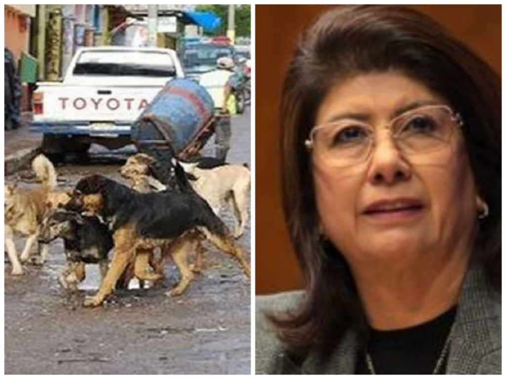 Polémica por sacrificio de 10 mil perros en Tecámac, genera debate legislativo en el Edomex