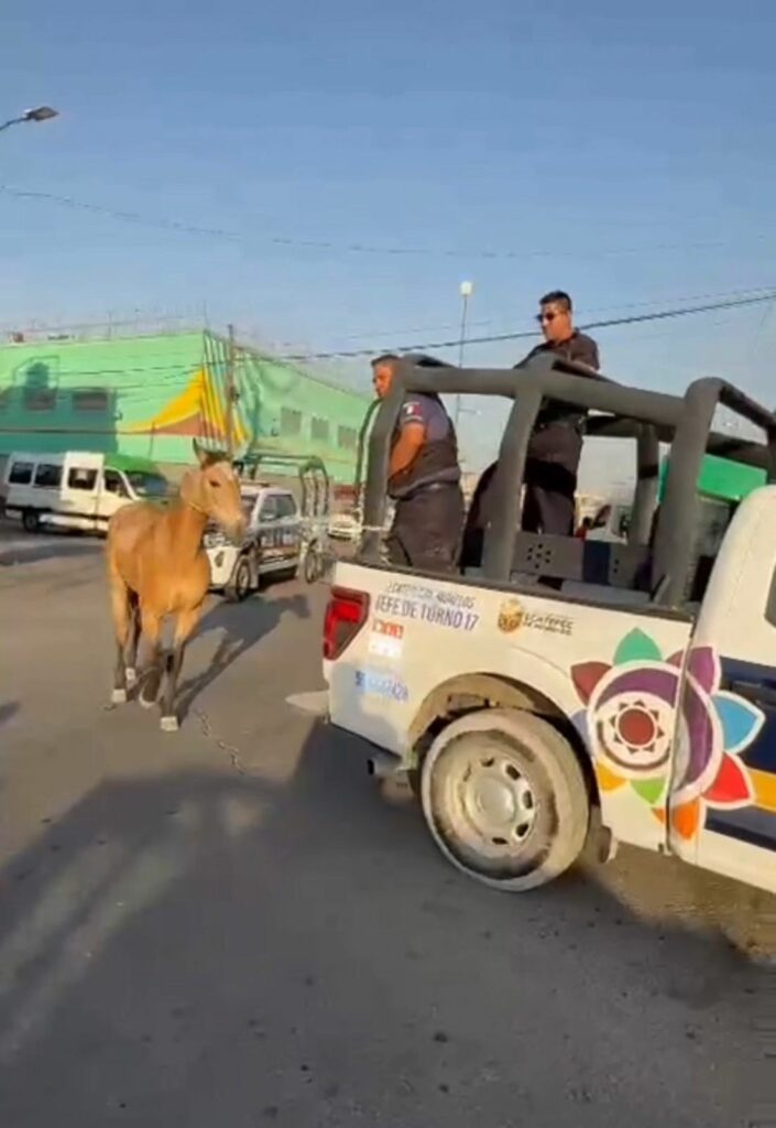 Caballo extraviado recorre calles de Ecatepec y Atenco antes de ser asegurado