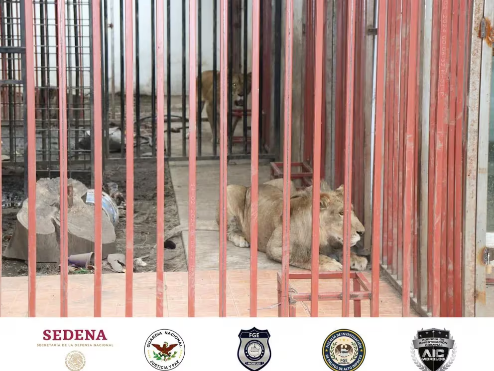 Relacionan a Familia Michoacana con vivienda y leones asegurados en Cuernavaca