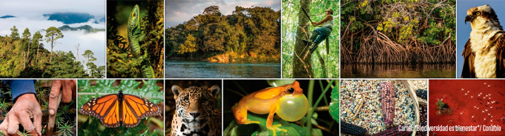 Proteger la biodiversidad del planeta herramienta fundamental para combatir el cambio climático; Expertos