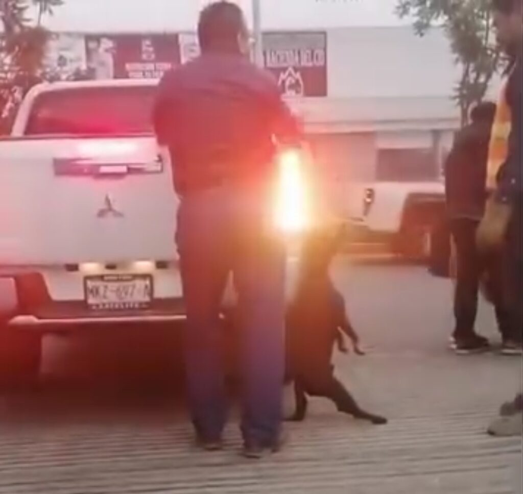 Condena Conagua  asesinato de seis lomitos en planta de bombeo del Edoméx
