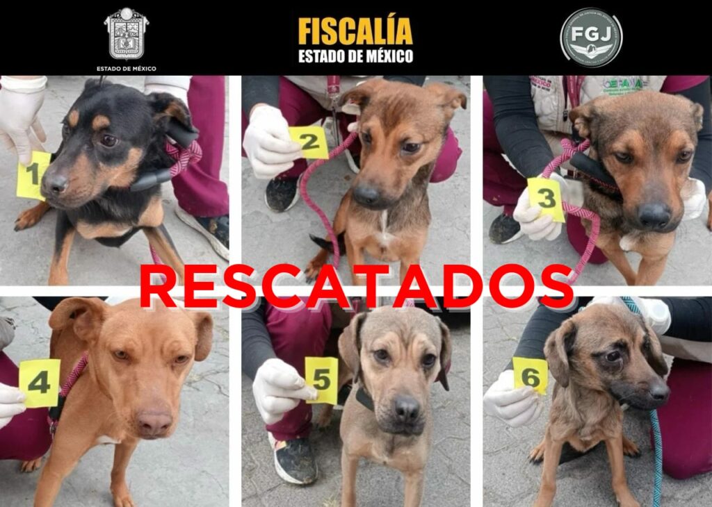 Rescatan a seis lomitos en situación de maltrato en Ixtapaluca