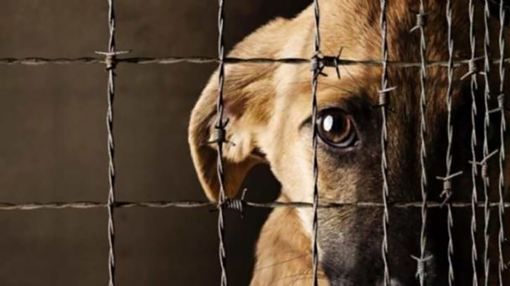 Propone PAN elevar a rango constitucional la prohibición de maltrato animal