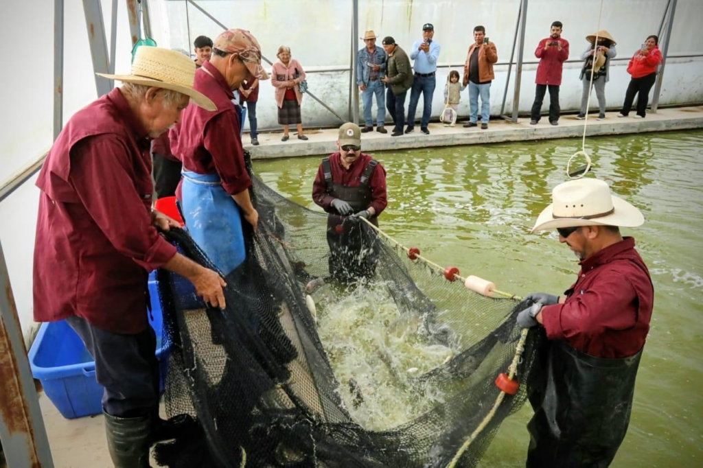Edoméx produce más de 7 mil toneladas de pescado en centros acuícolas durante 2025