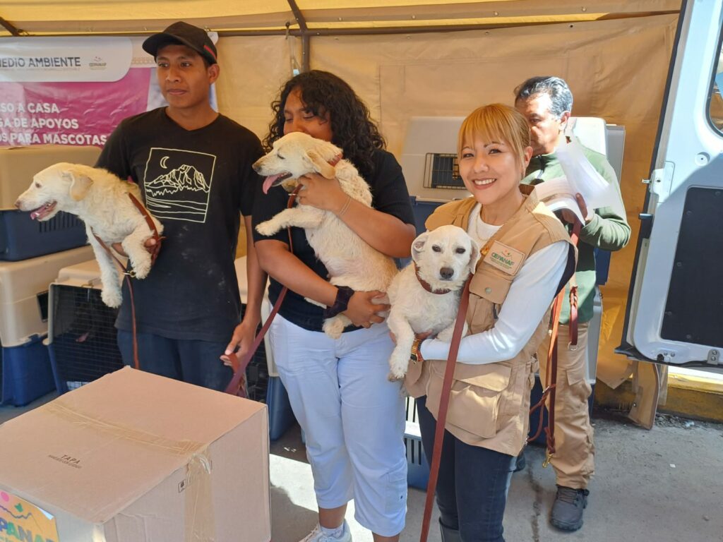 Regresan a sus hogares 135 mascotas rescatadas por la Cepanaf, tras las lluvias en Chalco