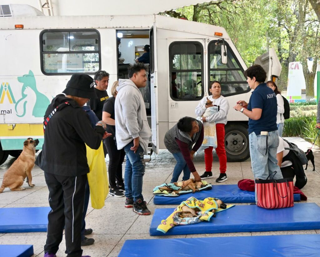 Más de cinco mil perros y gatos esterilizados en Toluca en lo que va del año