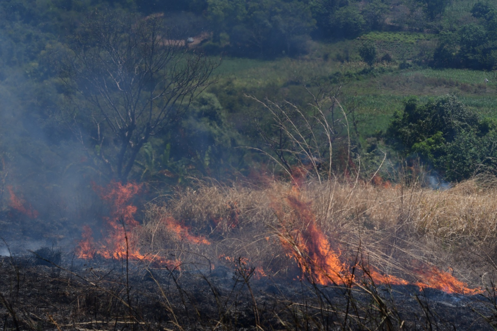Plan de prevención protege bosques del sur del Edomex