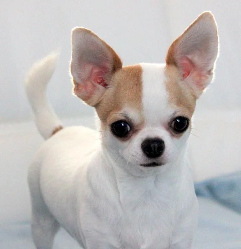 El Chihuahua tiene su día mundial: México celebra a su raza más emblemática
