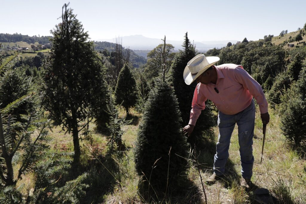 Vive el ecoturismo y contacto con la naturaleza en las plantaciones de árboles de Navidad del Edoméx