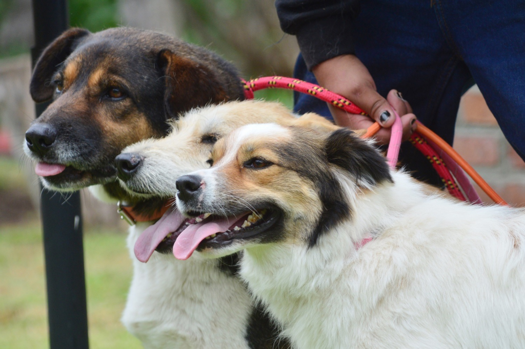 Tendrá Edoméx la primer Policía de Protección y Cuidado Animal