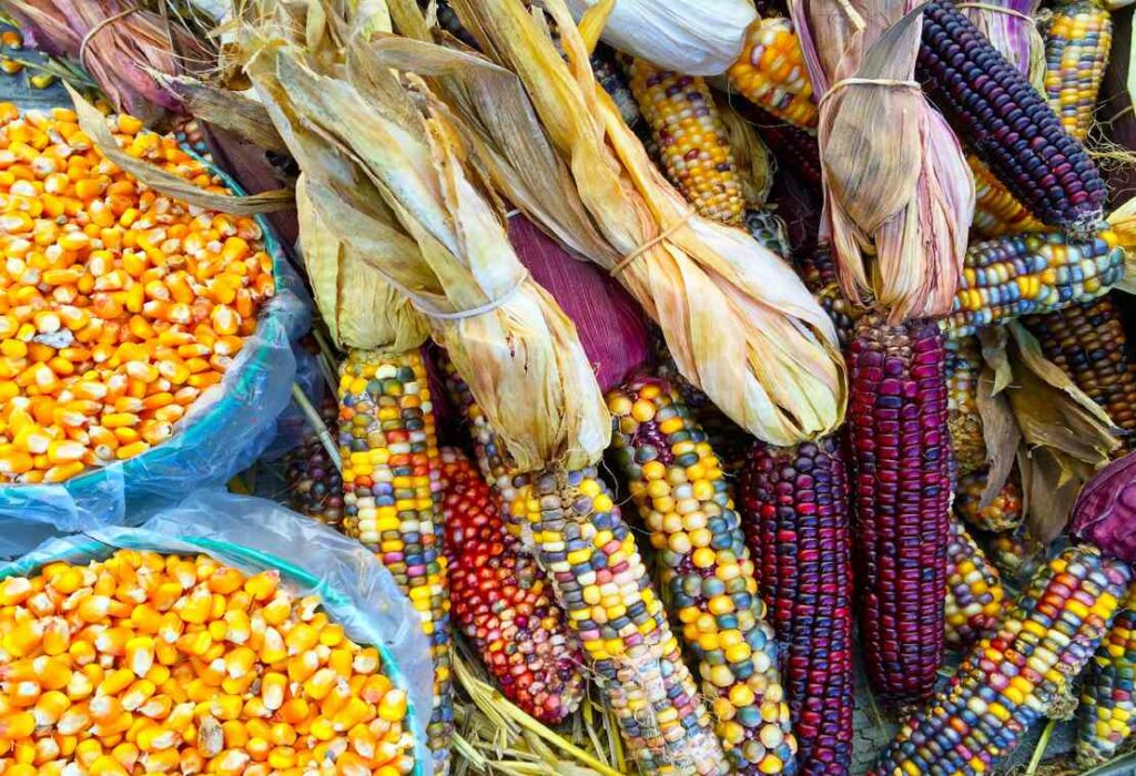 Firma Sheinbaum decreto que prohíbe el cultivo del maíz transgénico en México