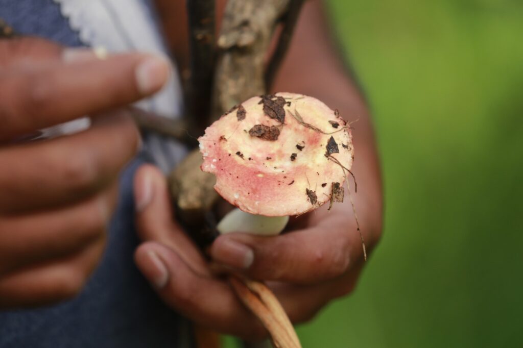Llega “Hongosto” a los bosques mexiquenses, una fiesta de sabores, saberes y naturaleza