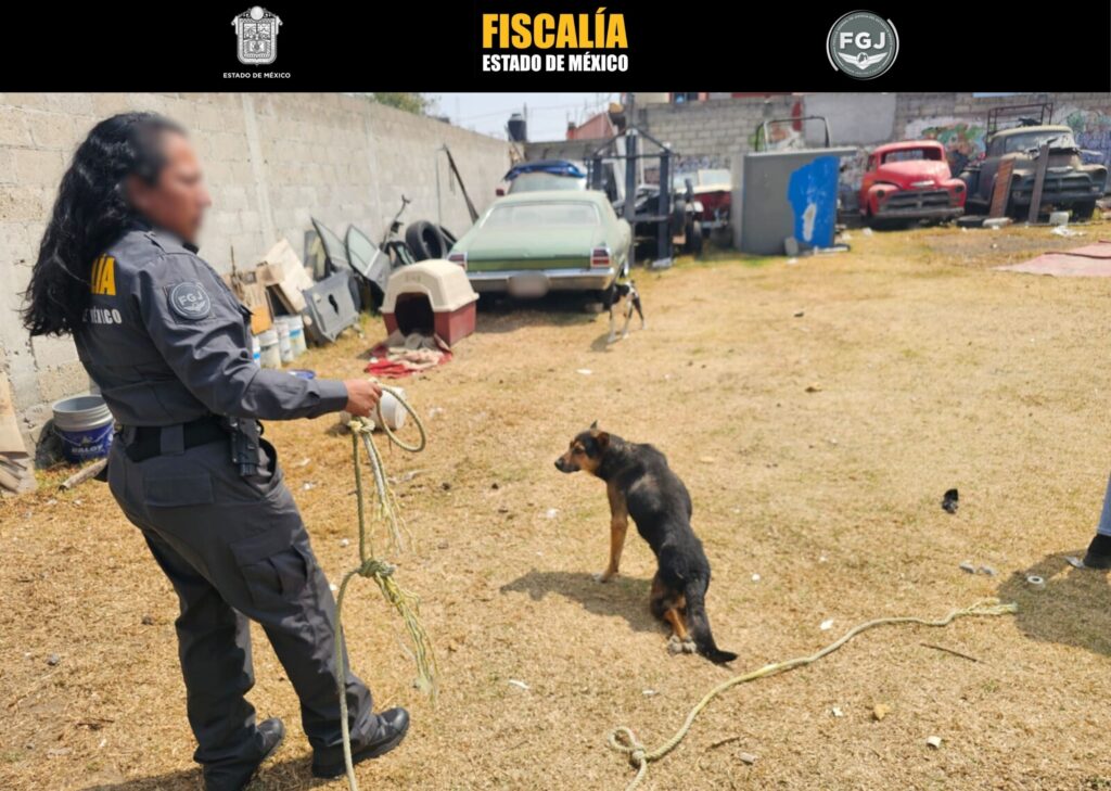 Ejecutan cateo para rescatar a dos lomitos víctimas de maltrato en Toluca