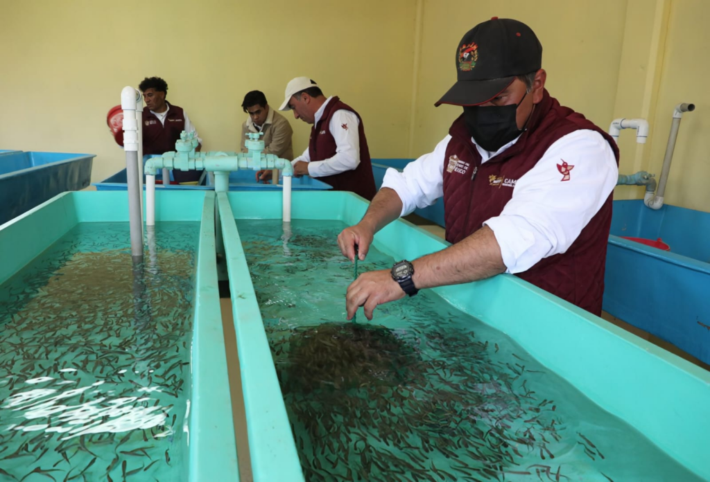 Entrega GEM 16 mil crías de truchas para reactivar los centros acuícolas de Guerrero afectados por huracanes en 2024