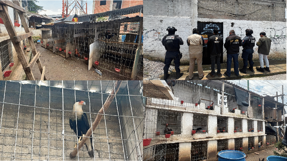 Rescatan 115 aves de corral y un ave rapaz en peligro de extinción en Atizapán de Zaragoza