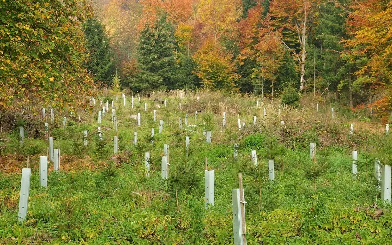 En ciernes reforestación en Edoméx; sembrarán más de 450 mil árboles
