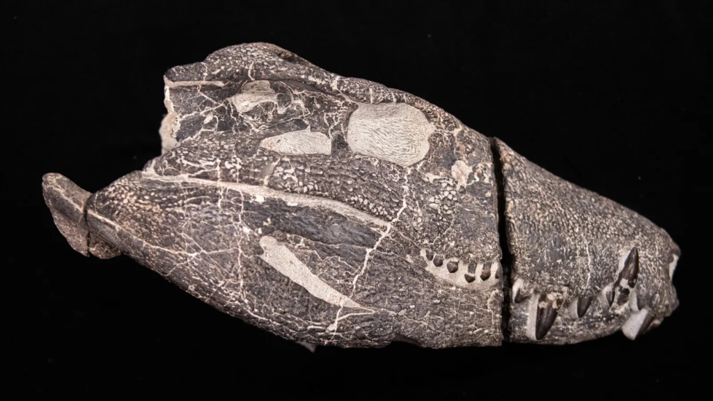 Impactante hallazgo en la Patagonia revela un cocodrilo carnívoro con dientes como los del T. rex