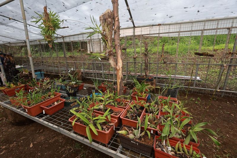 Orquidario de UAEMéx en Tenancingo, espacio único a nivel nacional: Yoko Sugiura