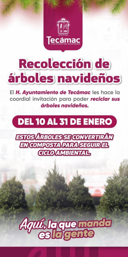Gobierno de Rosi Wong impulsa el reciclaje de árboles navideños