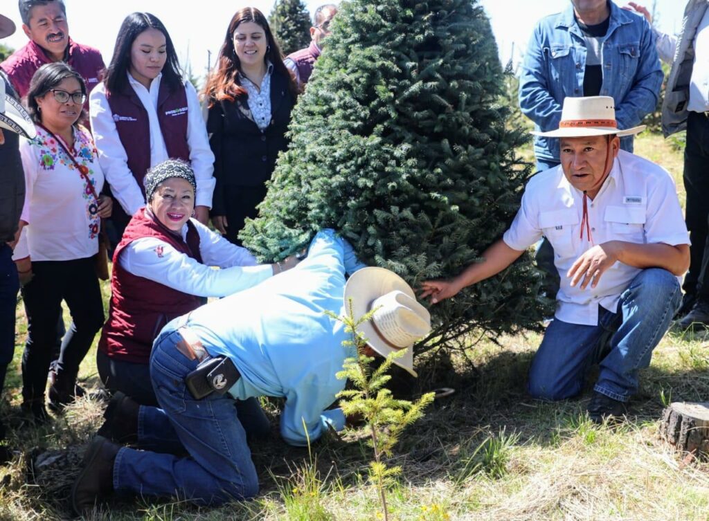 Listos para su venta 470 mil árboles navideños naturales en Edoméx