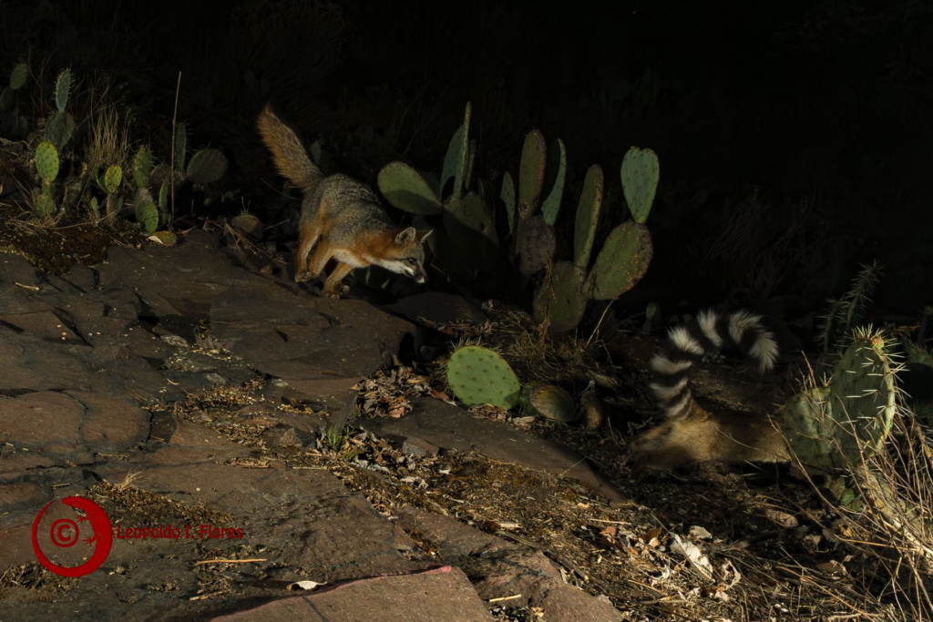 Encuentro inesperado: zorro gris y cacomixtle forman alianza en Ciudad Universitaria de la UAEMéx