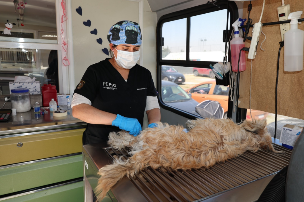 «Esterilizar es salvar: La solución definitiva al abandono animal