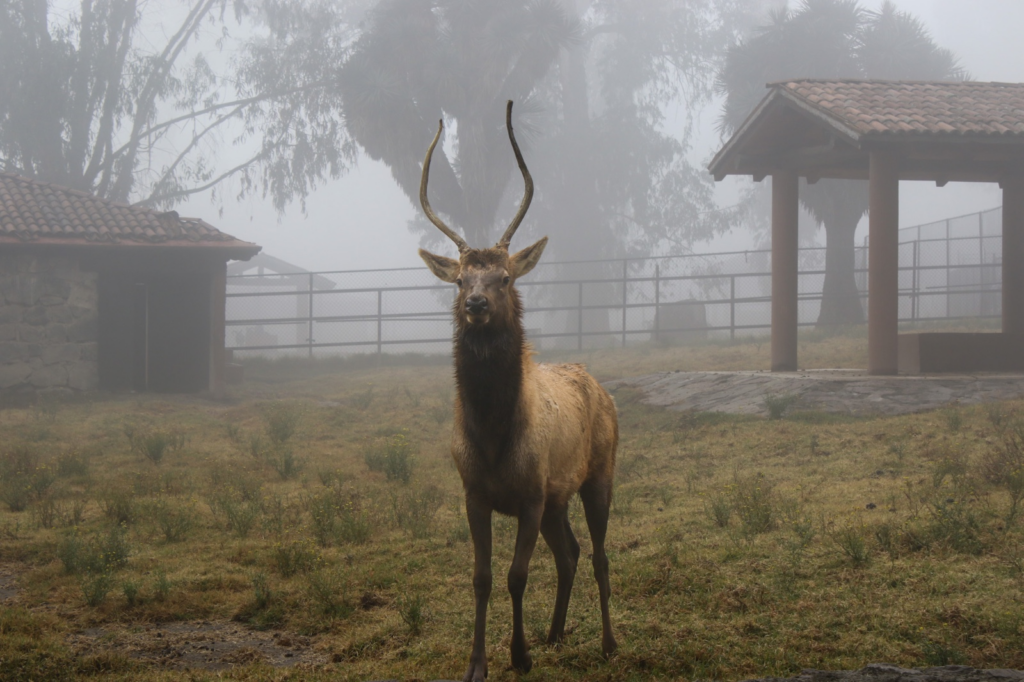 Protegen a especies que habitan en Zacango durante la temporada de frío