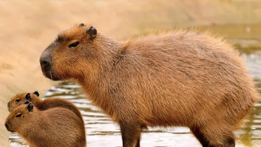 ¿Cómo se vería un capibara en el universo de Sonic?