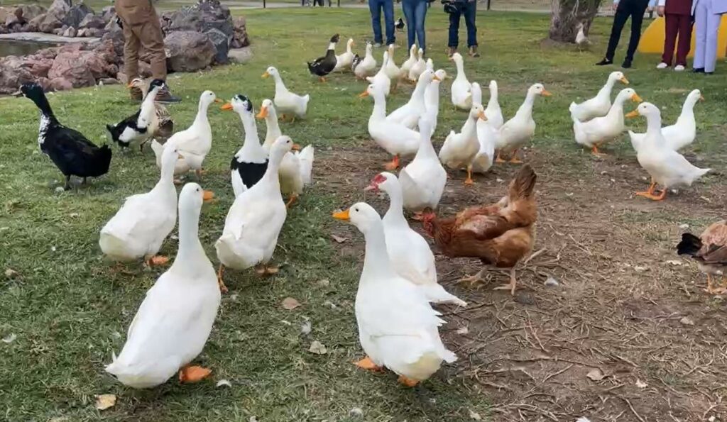 Conoce «Patolandia y el Santuario Animal» en Tecámac