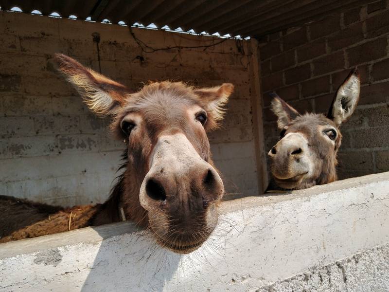 Asalto en el santuario Burrolandia, en Otumba, Estado de México; se roban dos caballos y dos burritos
