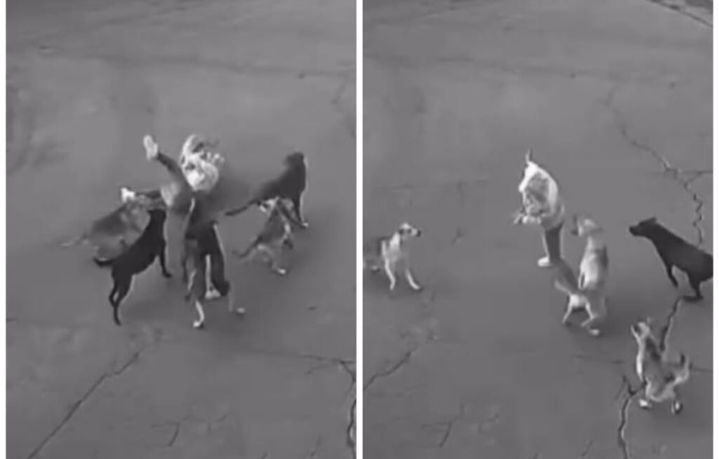 Ataca jauría de perros a mujer en Unidad Habitacional Palmas 1 en Ixtapaluca