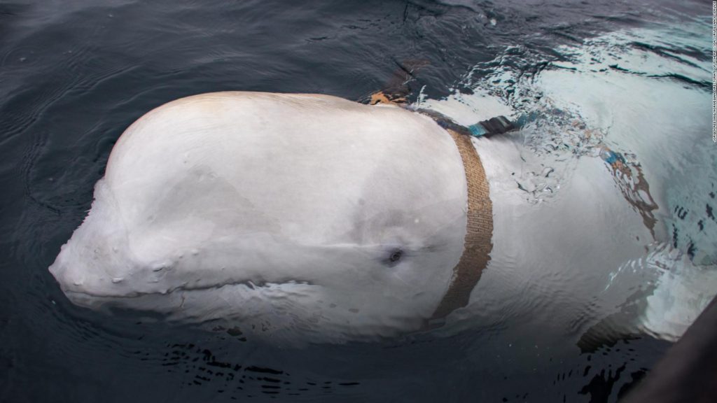 Hallan muerta en aguas de Noruega a una célebre supuesta «ballena espía» de Rusia